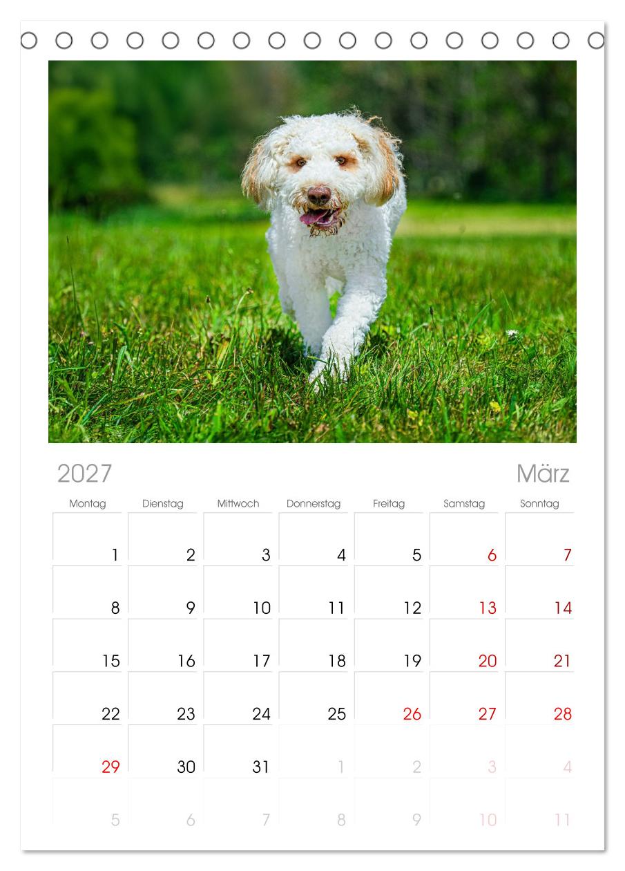Lagotto Romagnolo - die Trüffelsucher Italiens