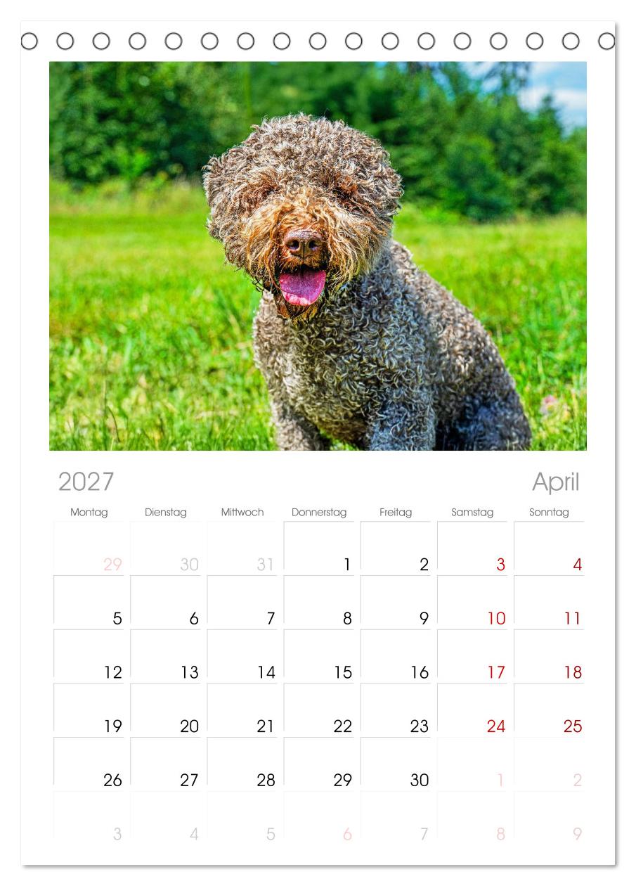 Lagotto Romagnolo - die Trüffelsucher Italiens