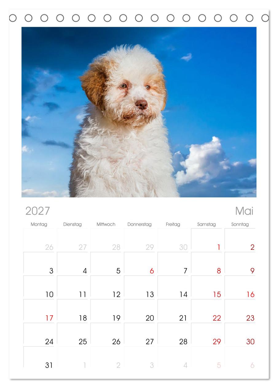 Lagotto Romagnolo - die Trüffelsucher Italiens