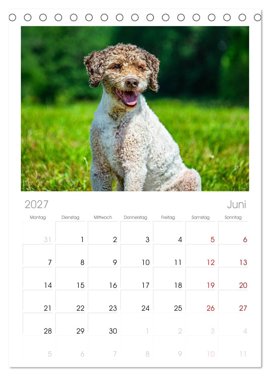 Lagotto Romagnolo - die Trüffelsucher Italiens