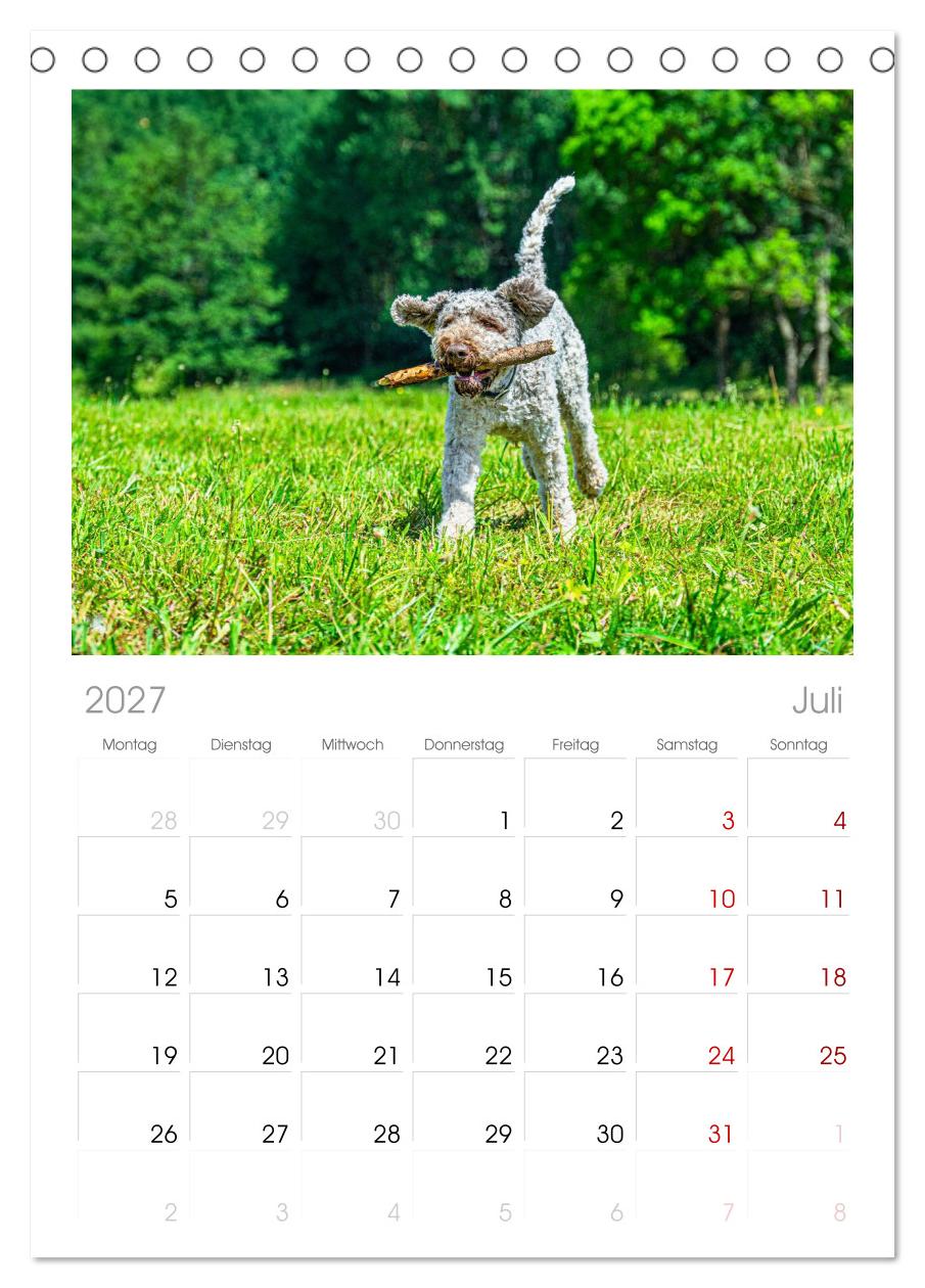 Lagotto Romagnolo - die Trüffelsucher Italiens