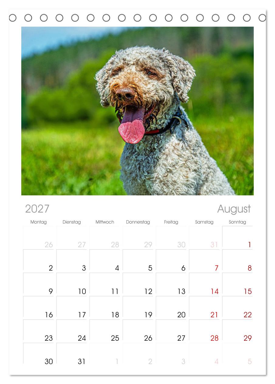 Lagotto Romagnolo - die Trüffelsucher Italiens
