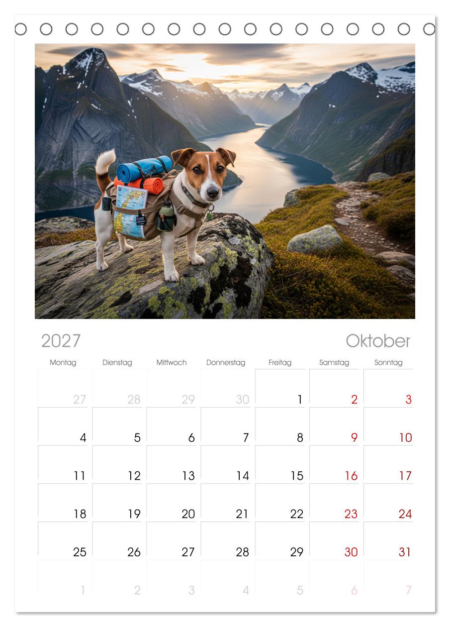 Jack Russel Active