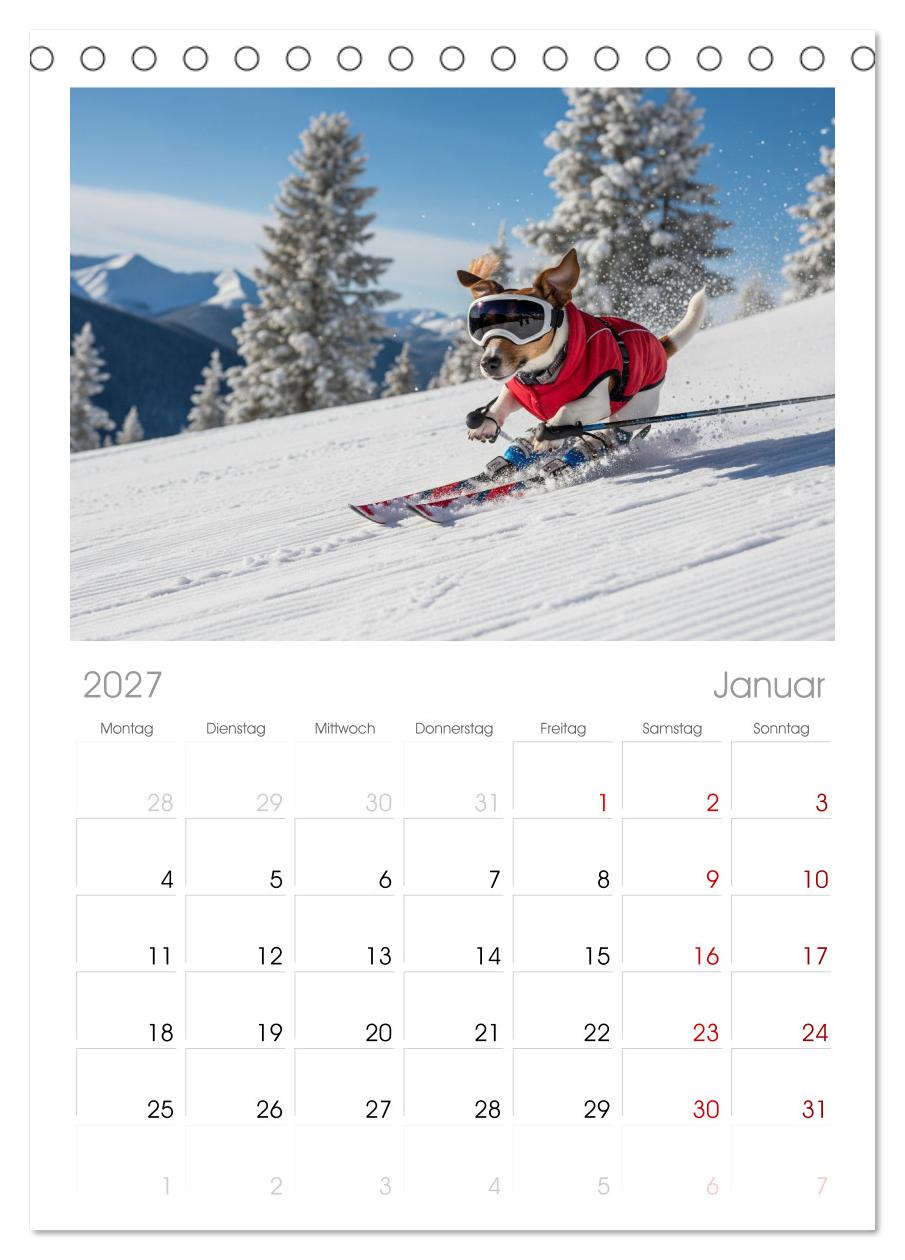 Jack Russel Active