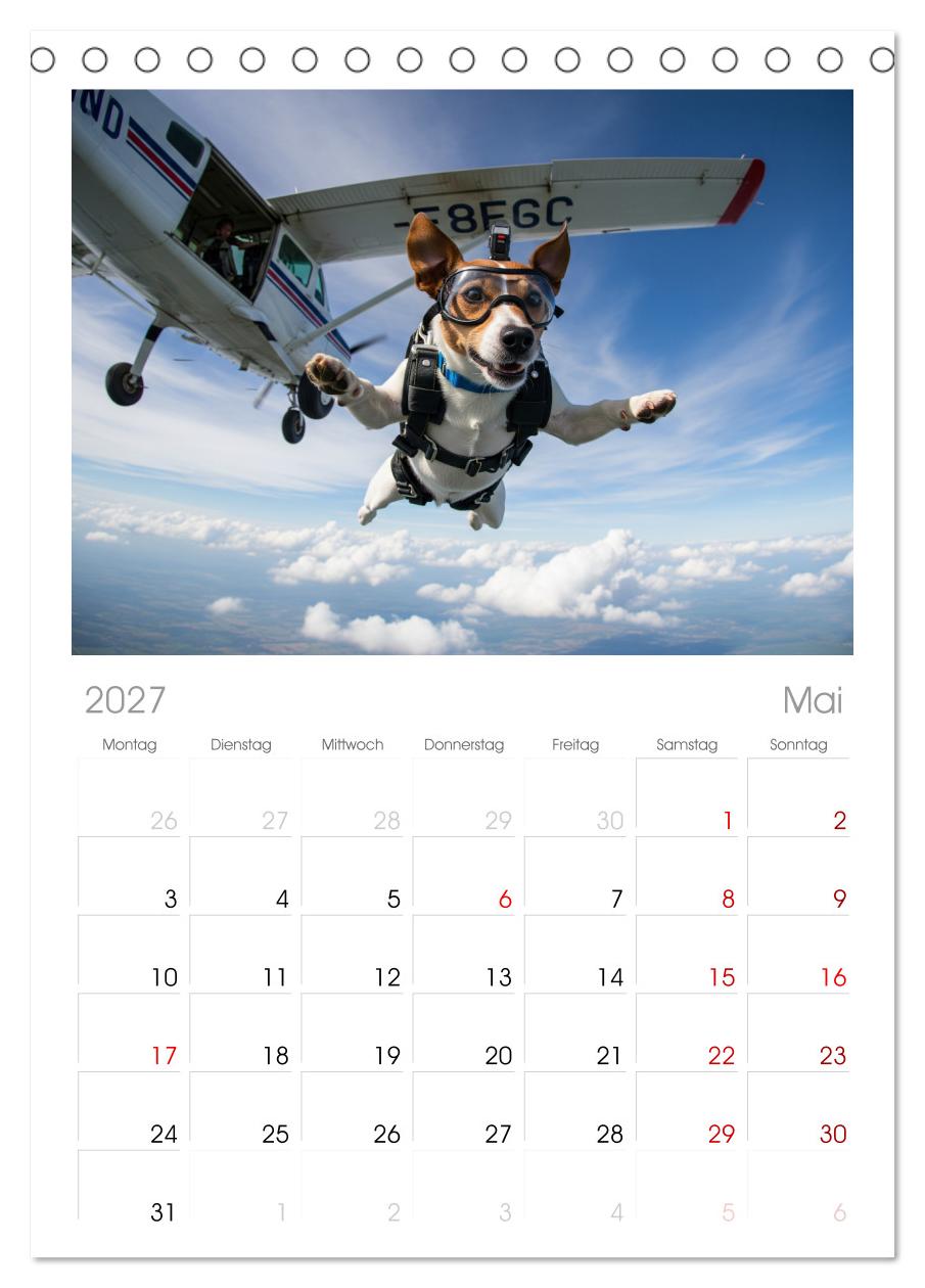 Jack Russel Active