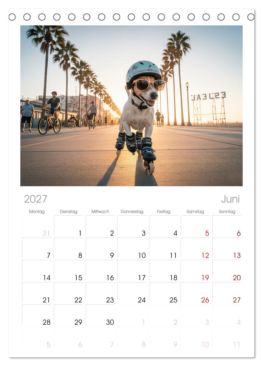 Jack Russel Active