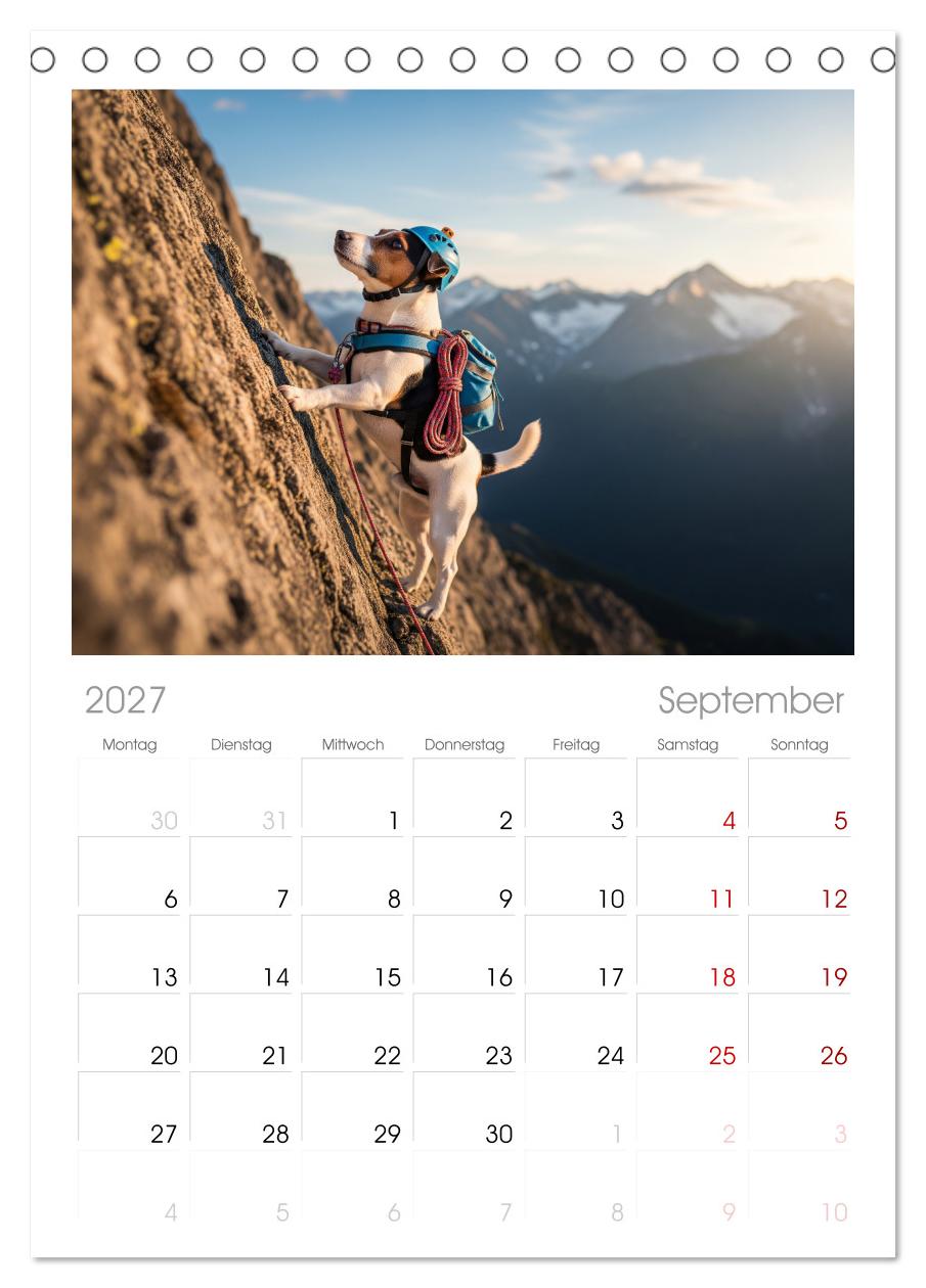 Jack Russel Active