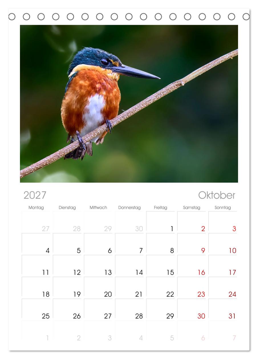 Eisvögel und Kingfisher – Juwelen der Natur