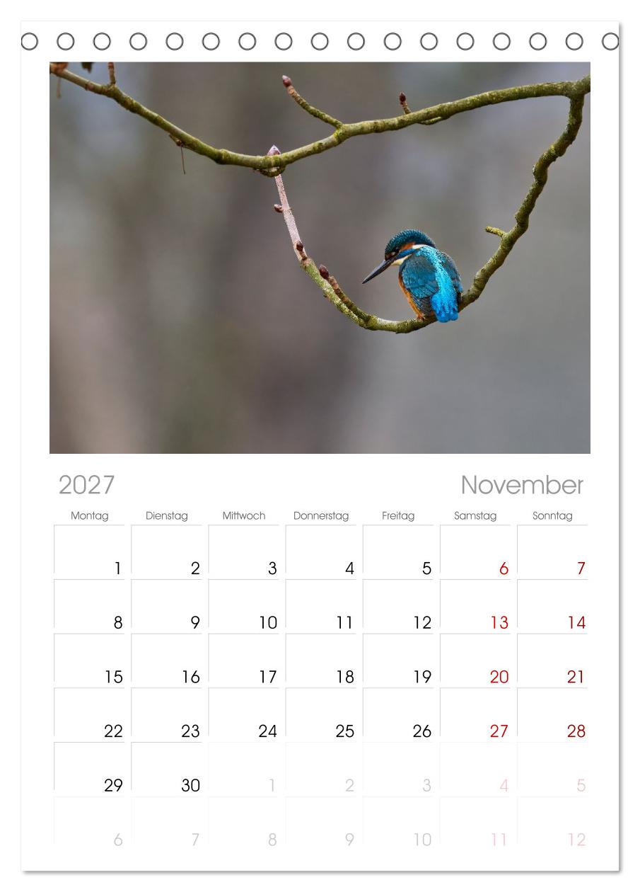 Eisvögel und Kingfisher – Juwelen der Natur