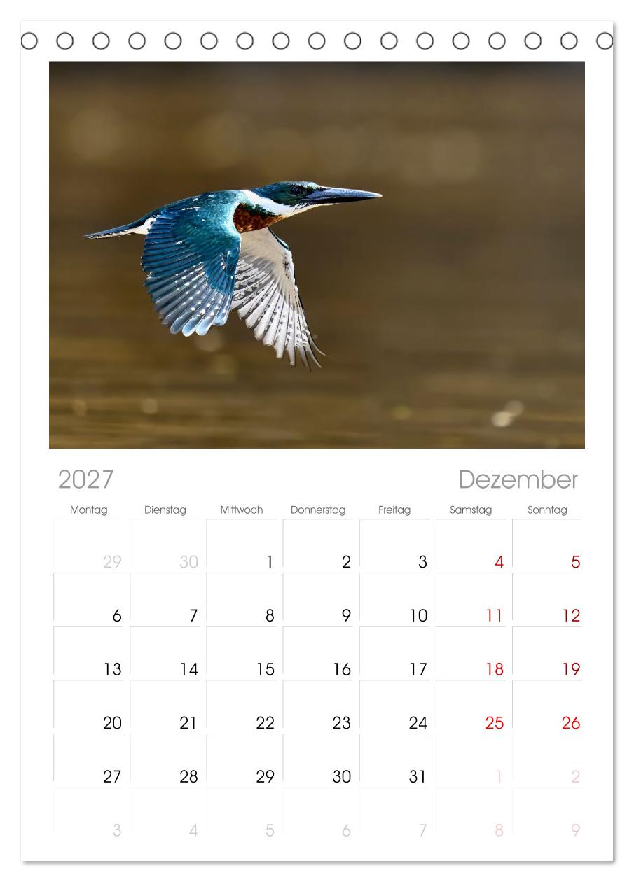 Eisvögel und Kingfisher – Juwelen der Natur
