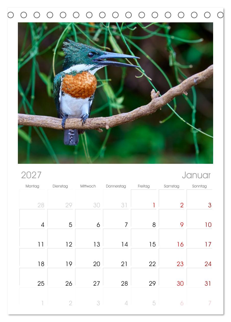 Eisvögel und Kingfisher – Juwelen der Natur