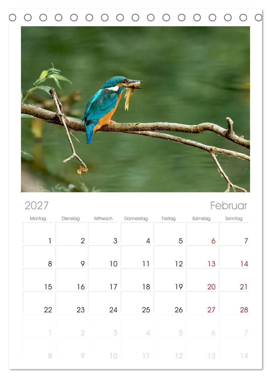 Eisvögel und Kingfisher – Juwelen der Natur