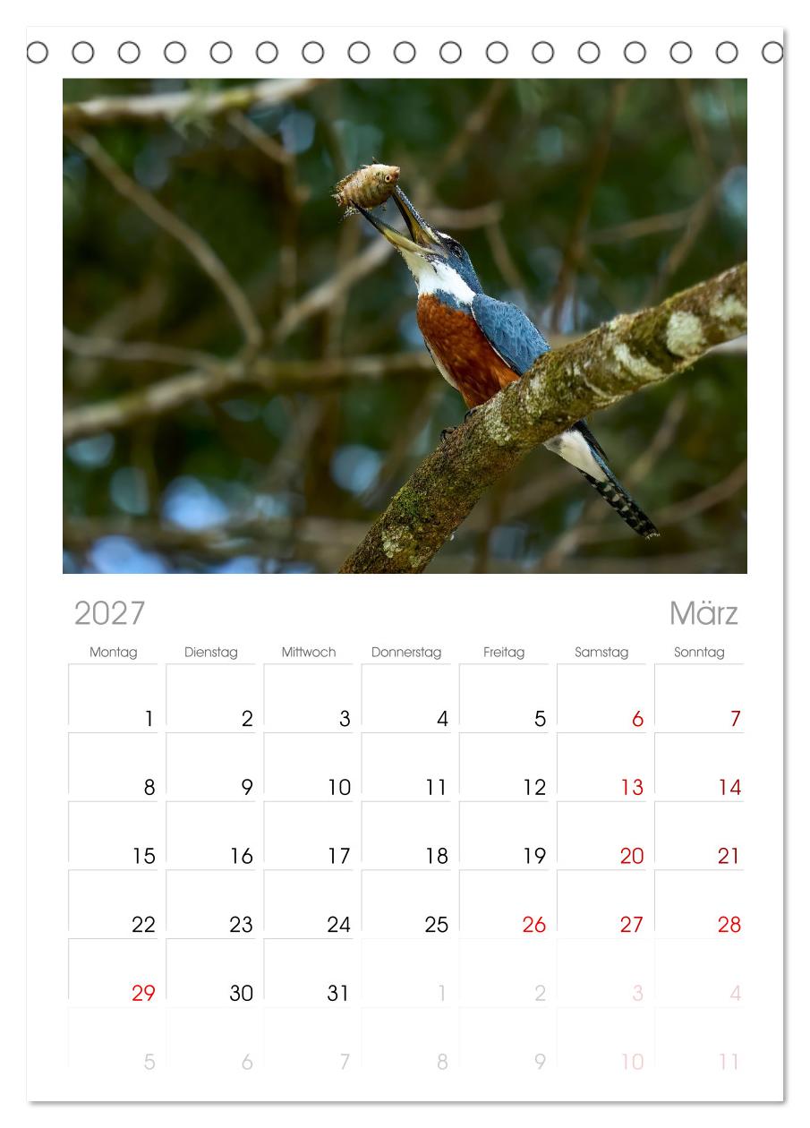 Eisvögel und Kingfisher – Juwelen der Natur