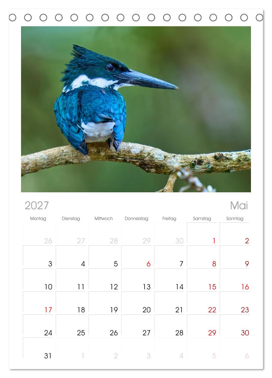 Eisvögel und Kingfisher – Juwelen der Natur