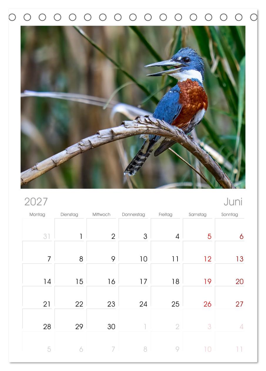Eisvögel und Kingfisher – Juwelen der Natur