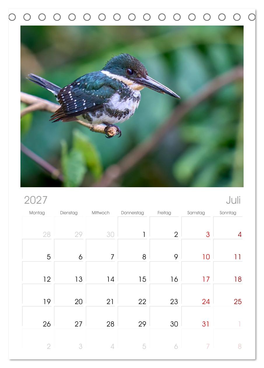 Eisvögel und Kingfisher – Juwelen der Natur