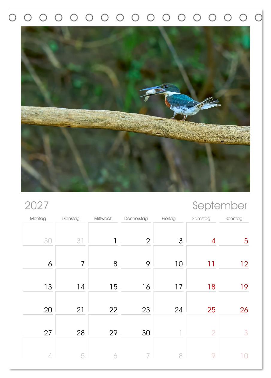 Eisvögel und Kingfisher – Juwelen der Natur