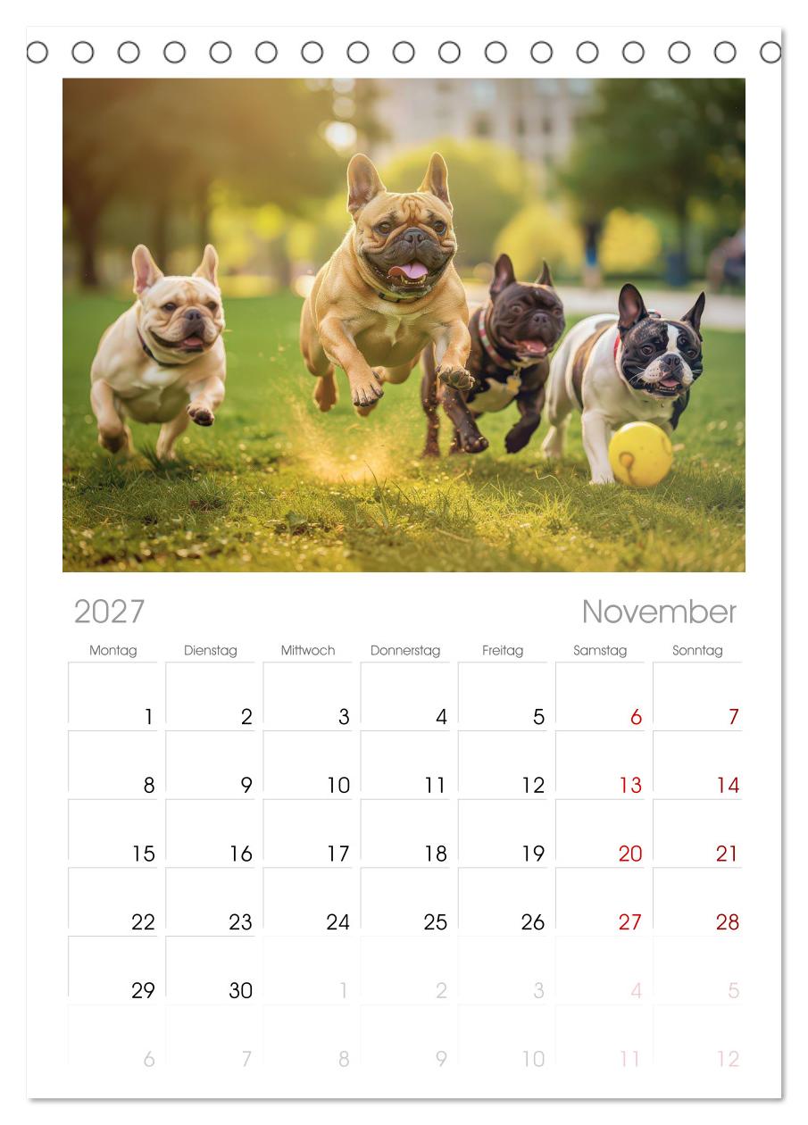 Süße Frenchies