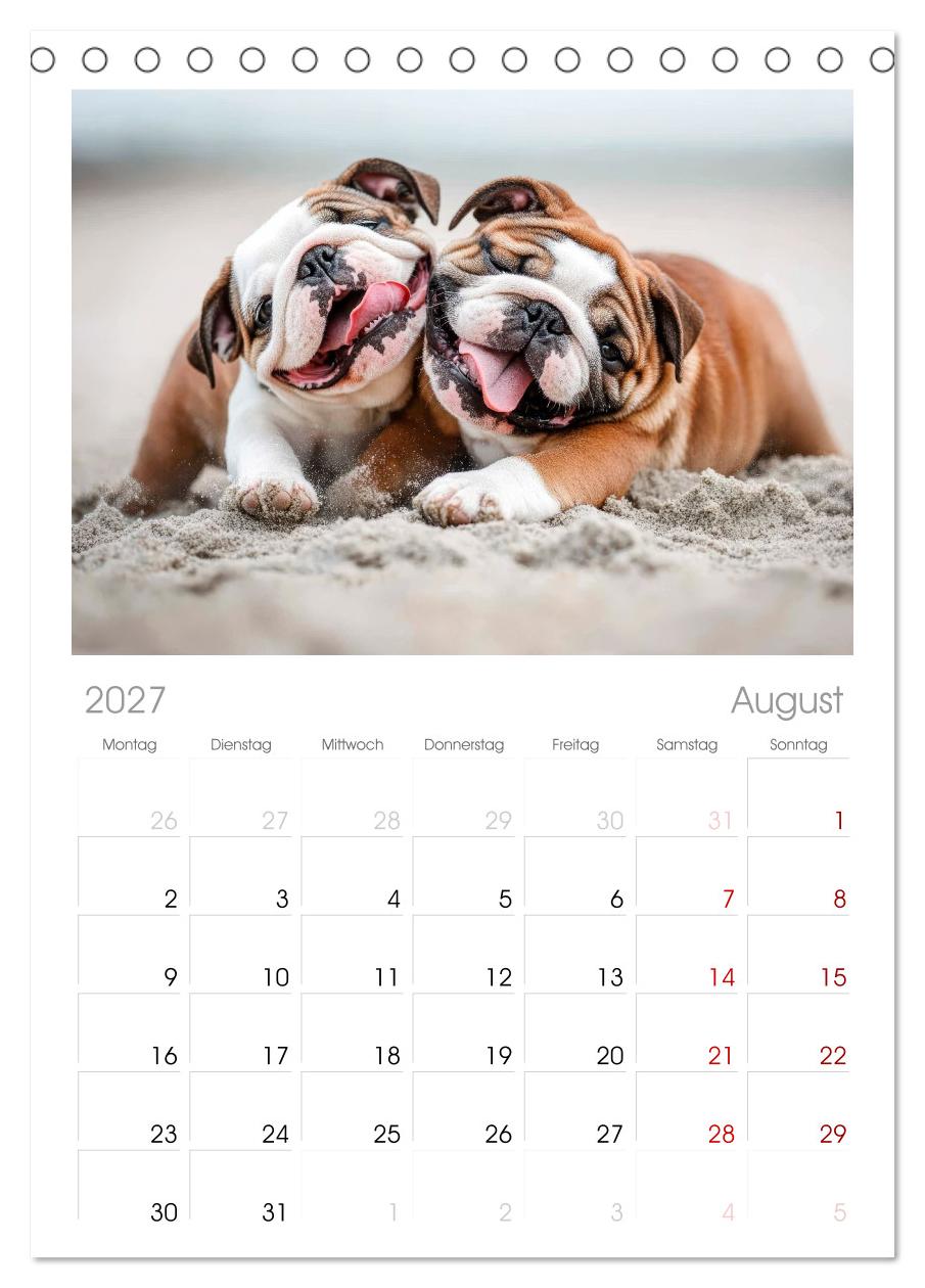 Englische Bulldoggen - Treue Blicke und große Herzen