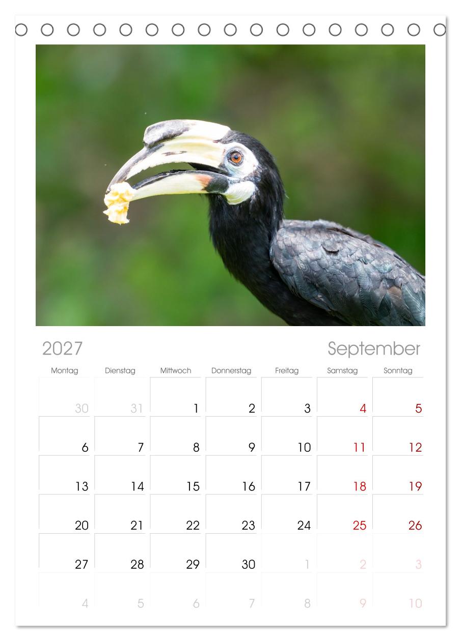 Zwischen Nebel und Baumriesen - Vögel Borneos