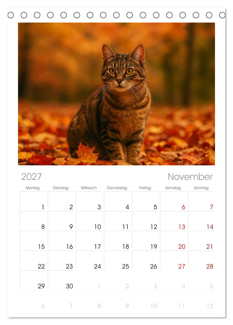 Katzenblicke – Eleganz und Anmut
