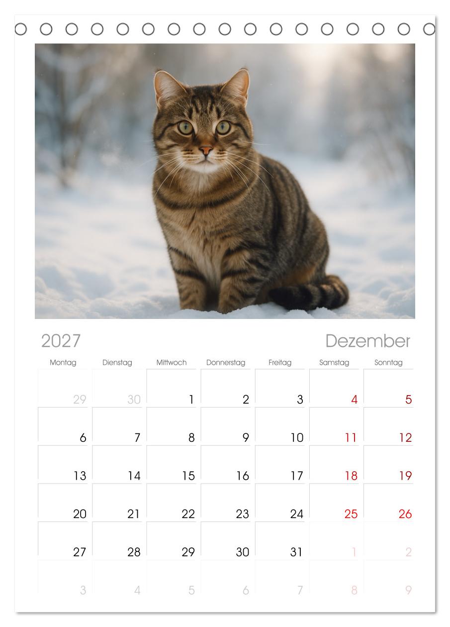 Katzenblicke – Eleganz und Anmut