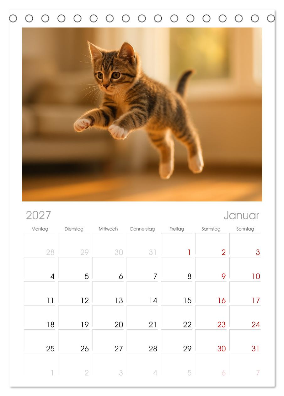 Katzenblicke – Eleganz und Anmut