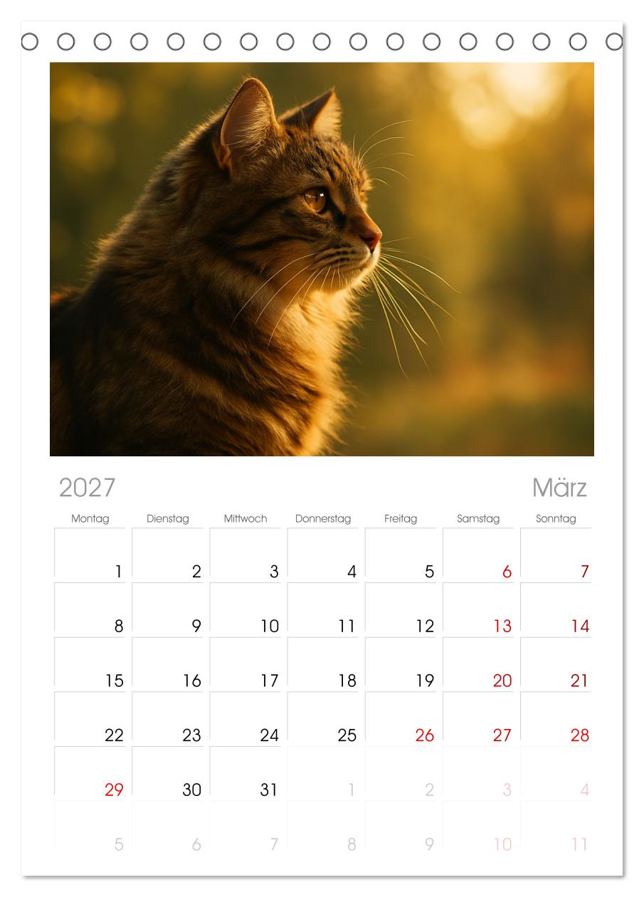 Katzenblicke – Eleganz und Anmut