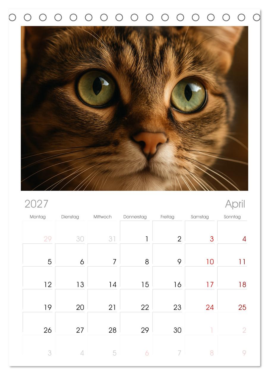 Katzenblicke – Eleganz und Anmut