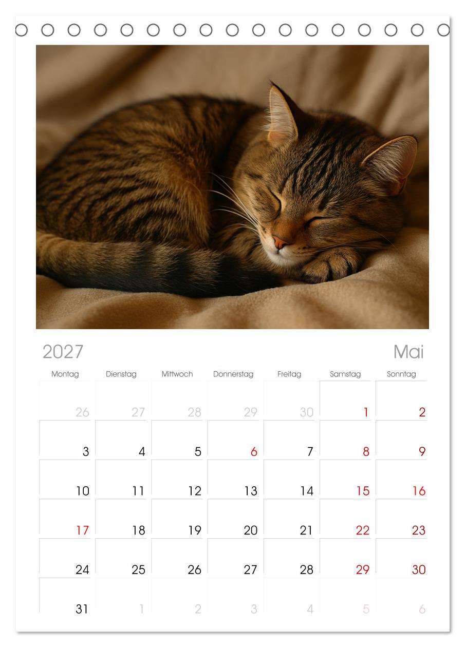 Katzenblicke – Eleganz und Anmut