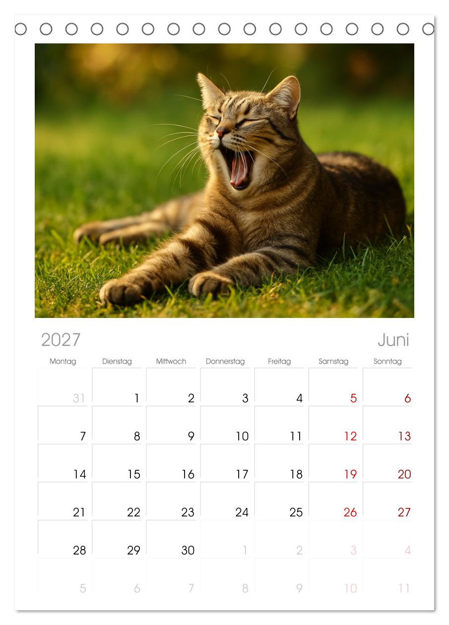 Katzenblicke – Eleganz und Anmut