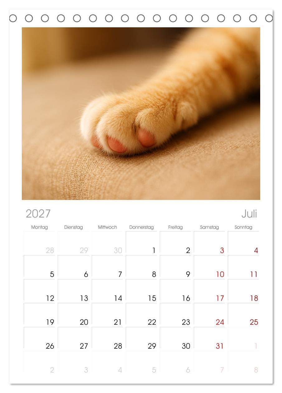 Katzenblicke – Eleganz und Anmut