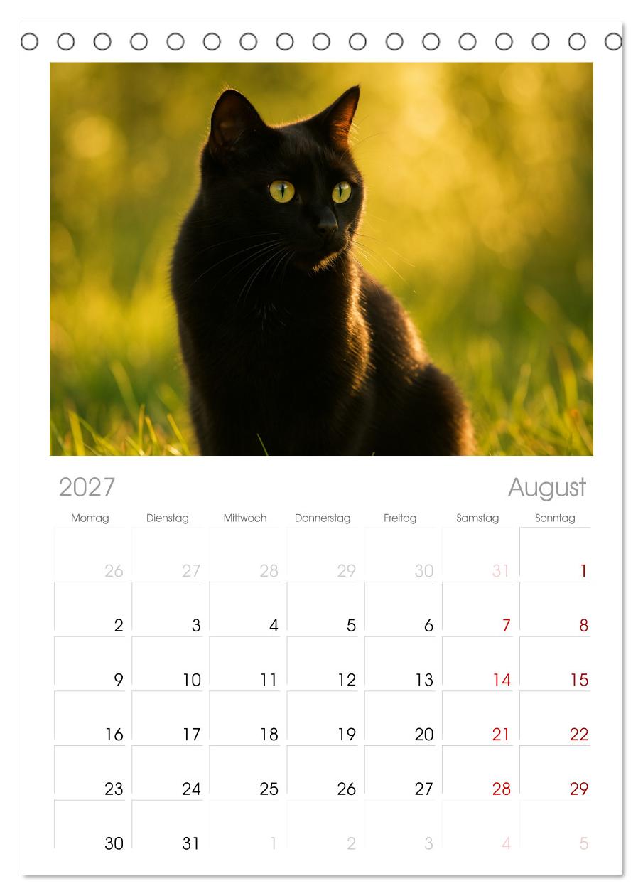 Katzenblicke – Eleganz und Anmut