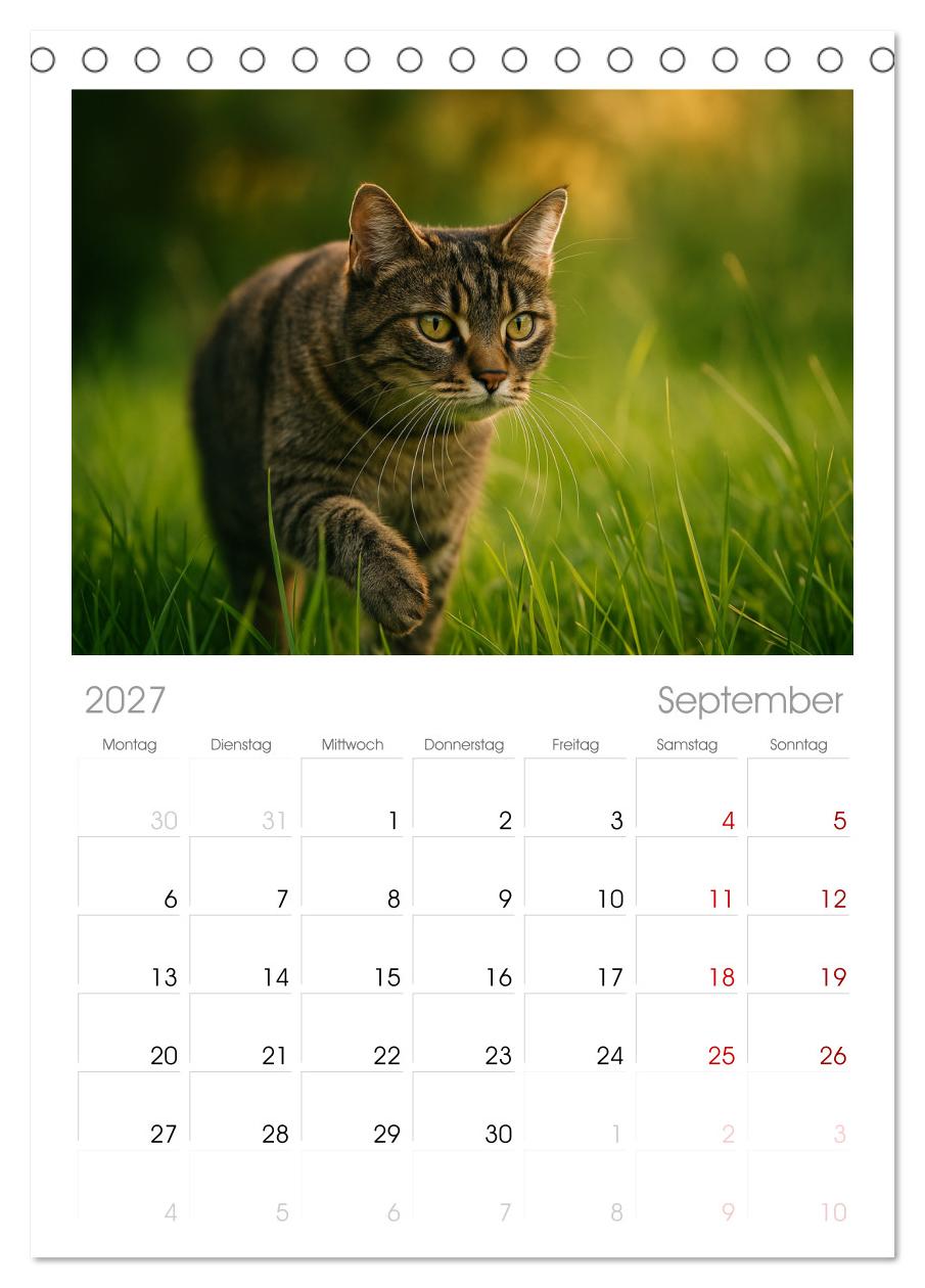 Katzenblicke – Eleganz und Anmut
