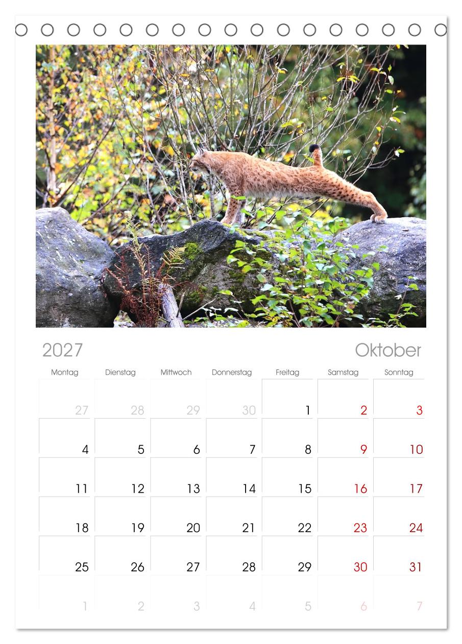 Der Luchs, zurück in den heimischen Wäldern
