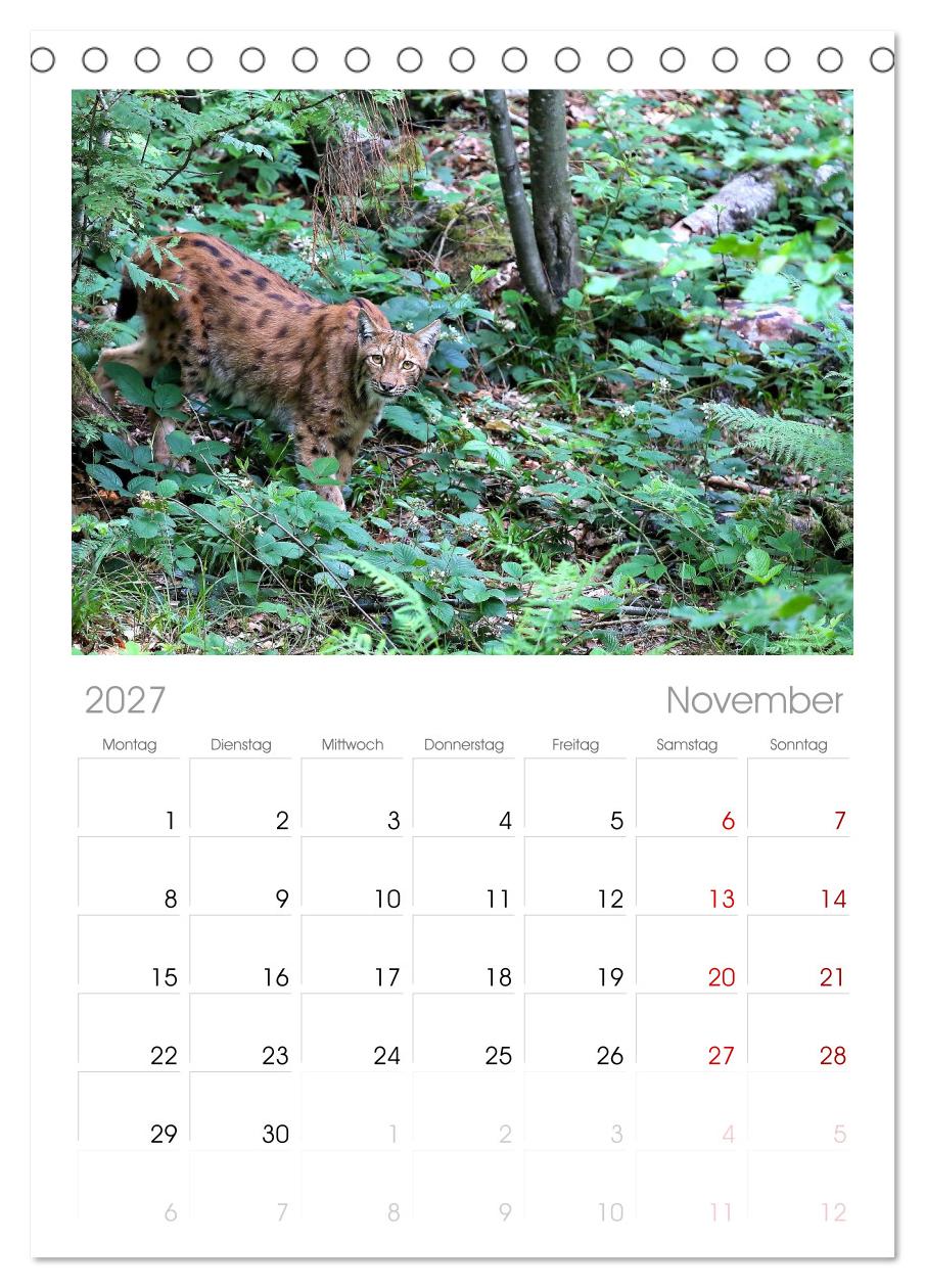 Der Luchs, zurück in den heimischen Wäldern