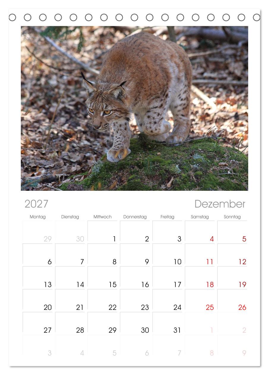 Der Luchs, zurück in den heimischen Wäldern