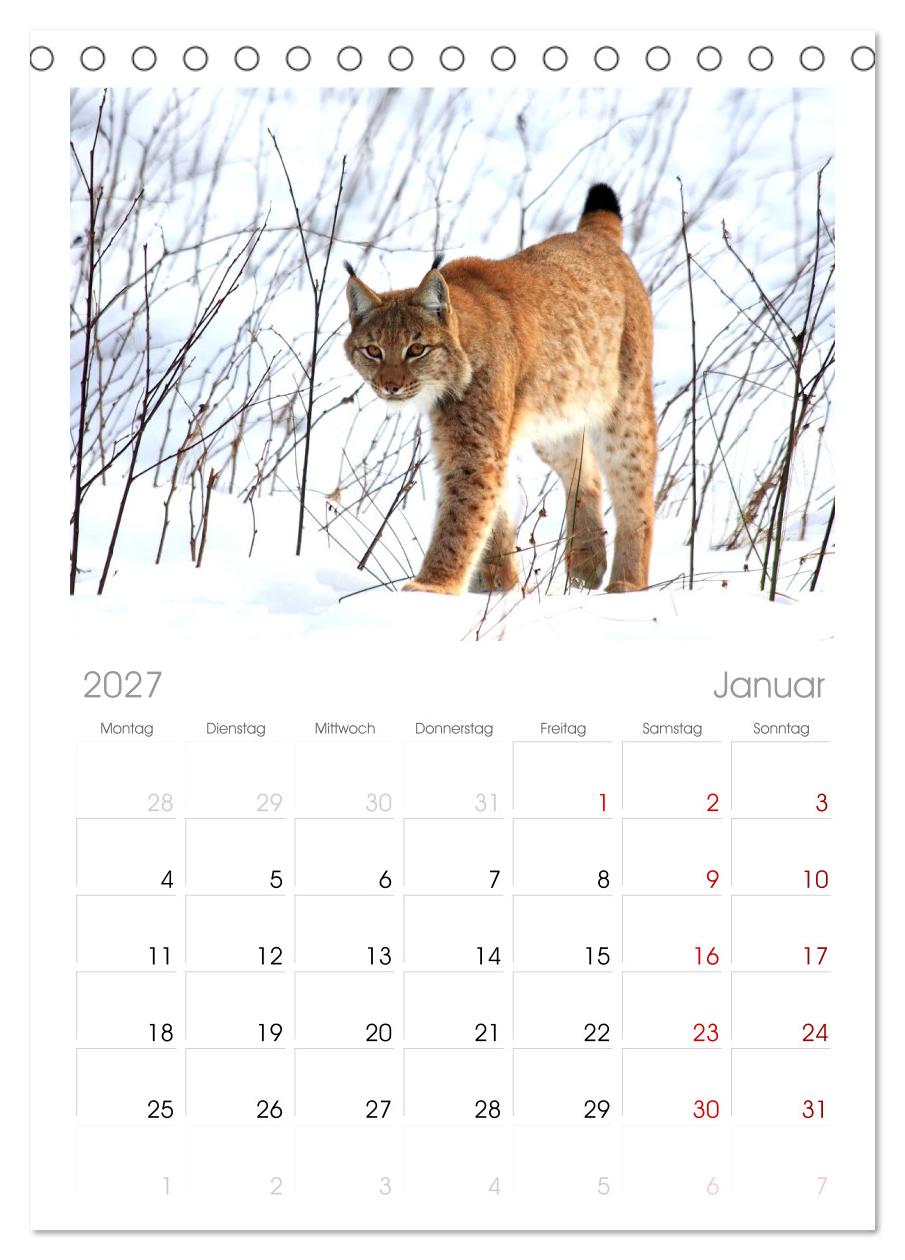 Der Luchs, zurück in den heimischen Wäldern