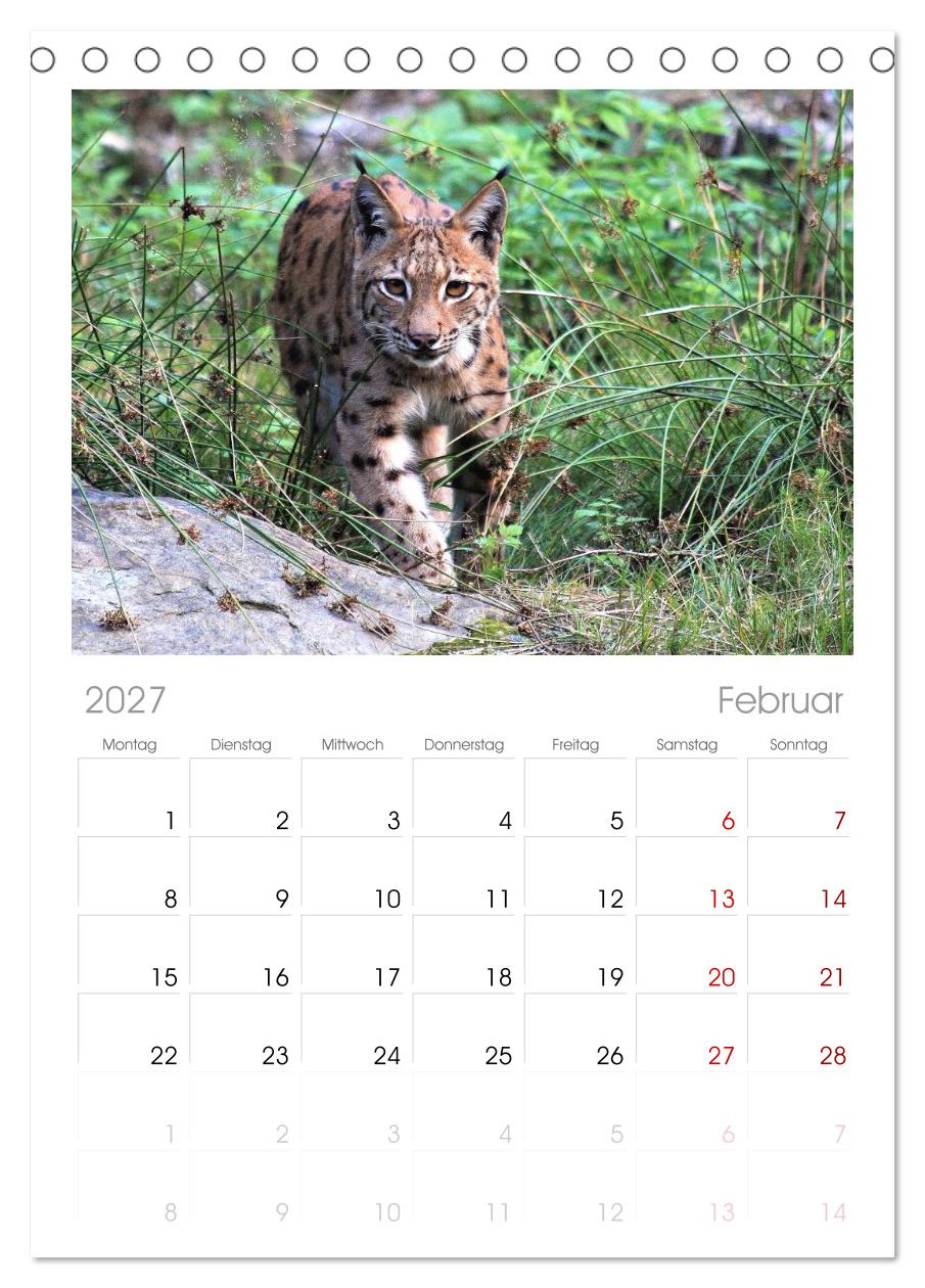 Der Luchs, zurück in den heimischen Wäldern