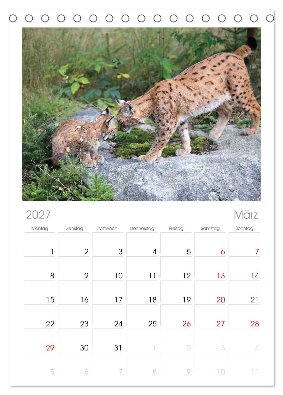 Der Luchs, zurück in den heimischen Wäldern