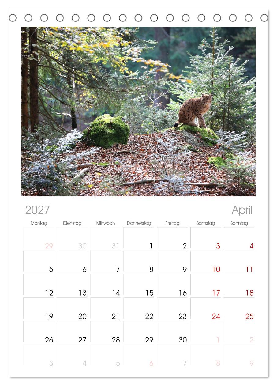 Der Luchs, zurück in den heimischen Wäldern