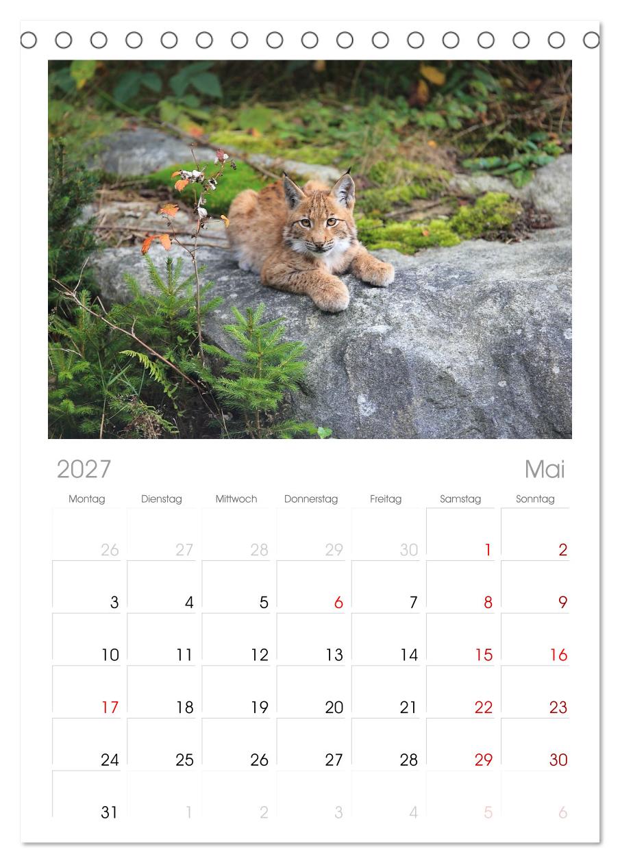 Der Luchs, zurück in den heimischen Wäldern