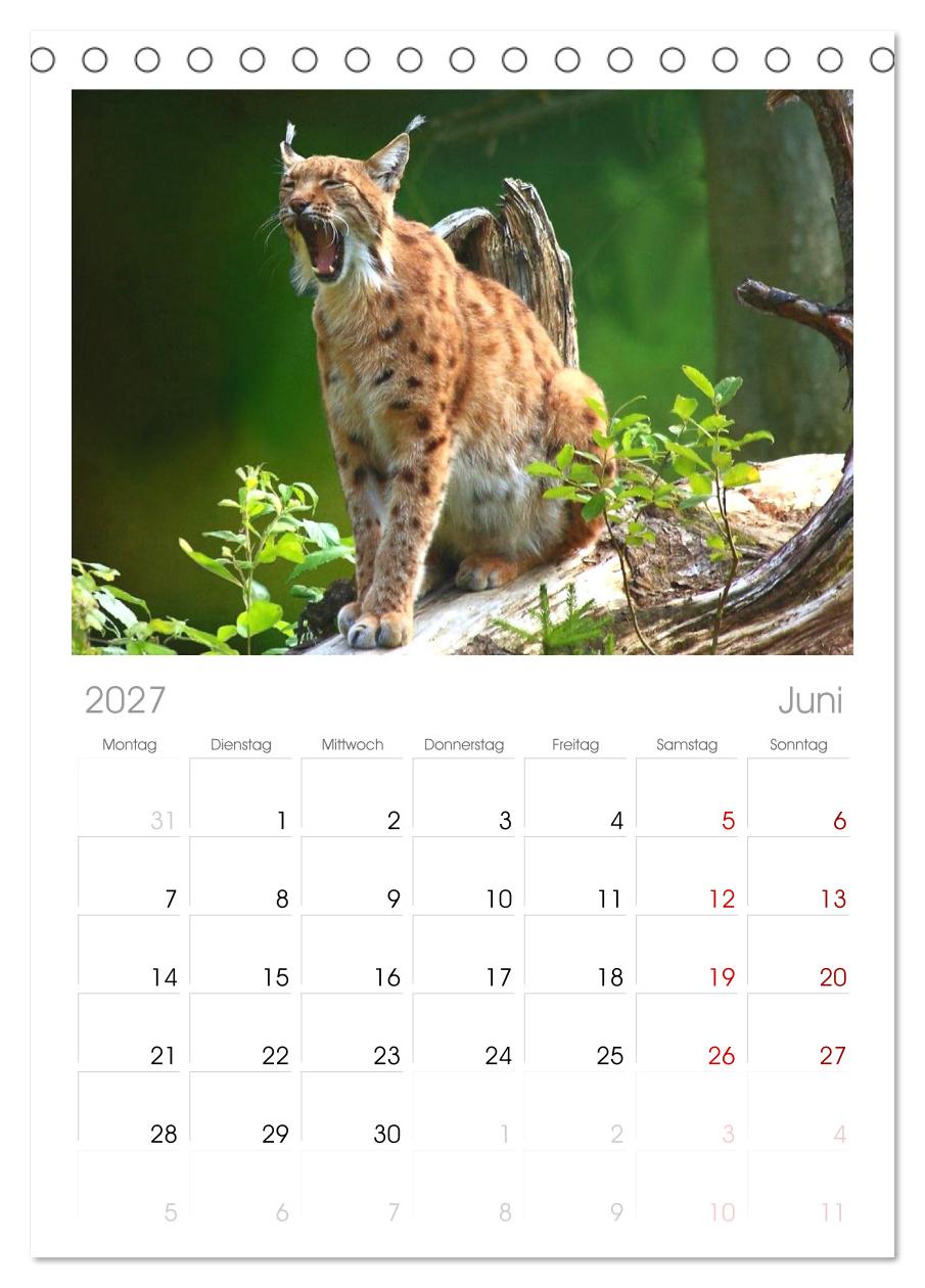 Der Luchs, zurück in den heimischen Wäldern