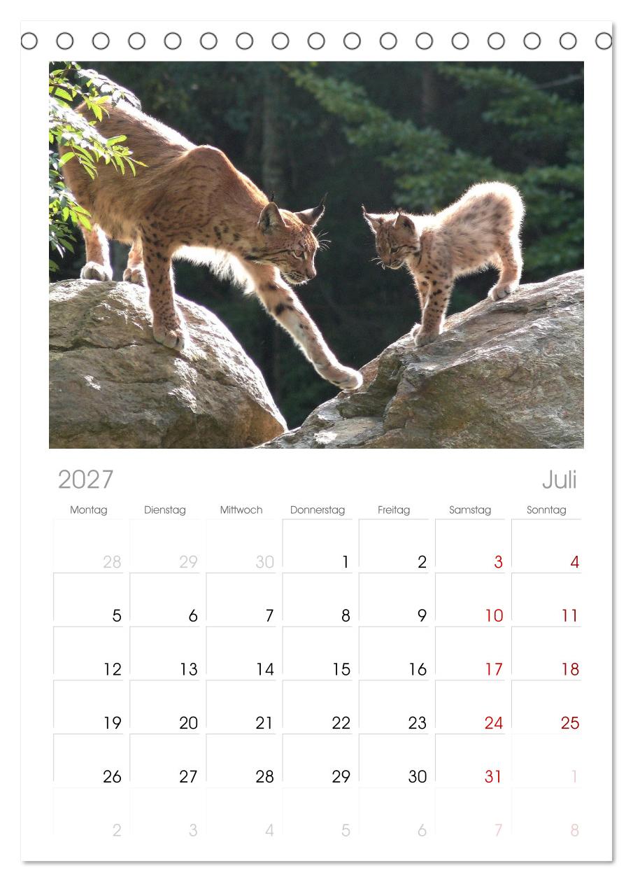 Der Luchs, zurück in den heimischen Wäldern
