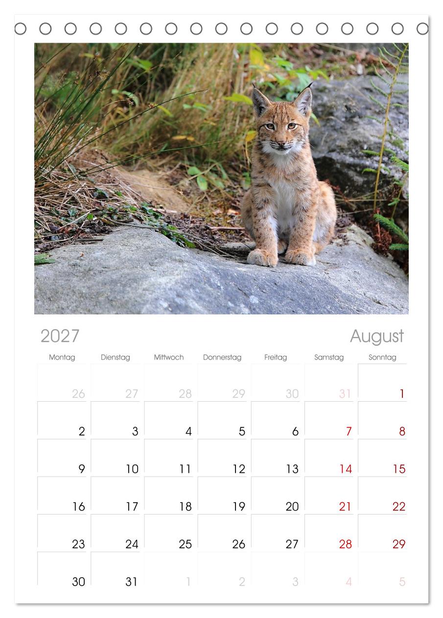 Der Luchs, zurück in den heimischen Wäldern