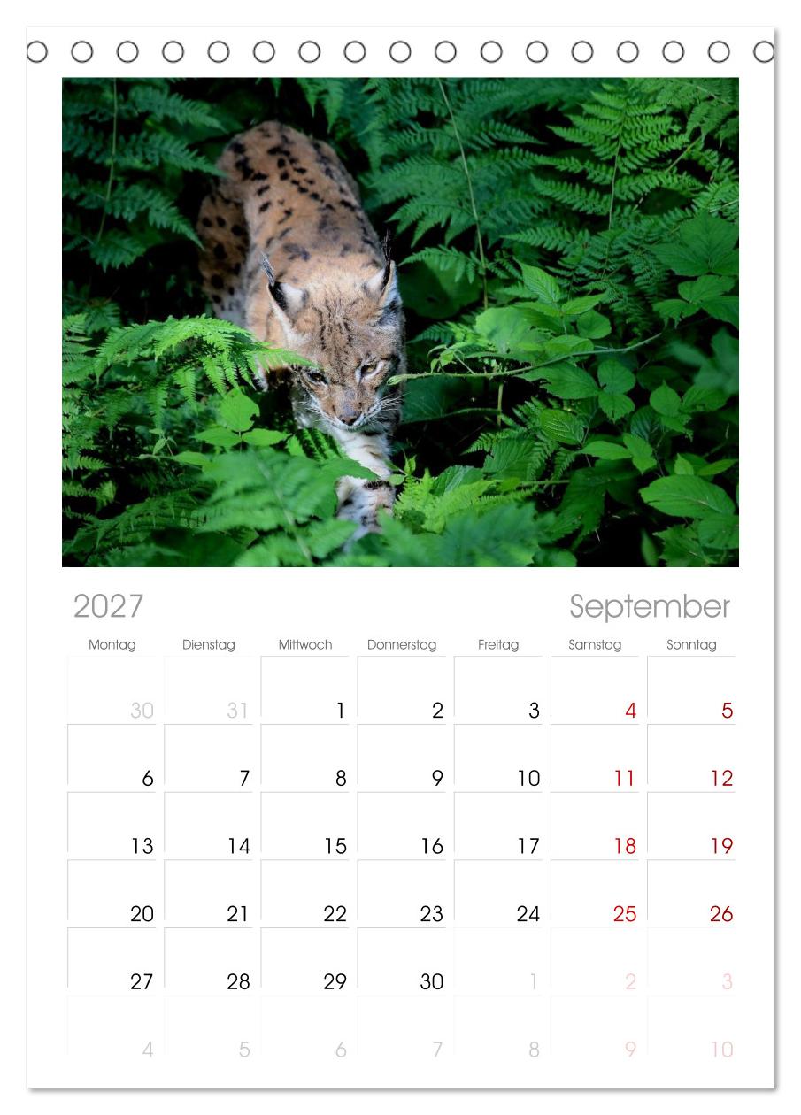 Der Luchs, zurück in den heimischen Wäldern