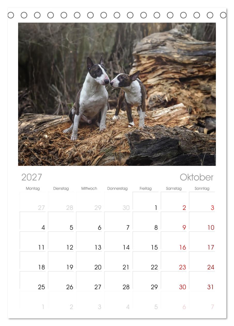 Bullterrier - charmante Herzensbrecher