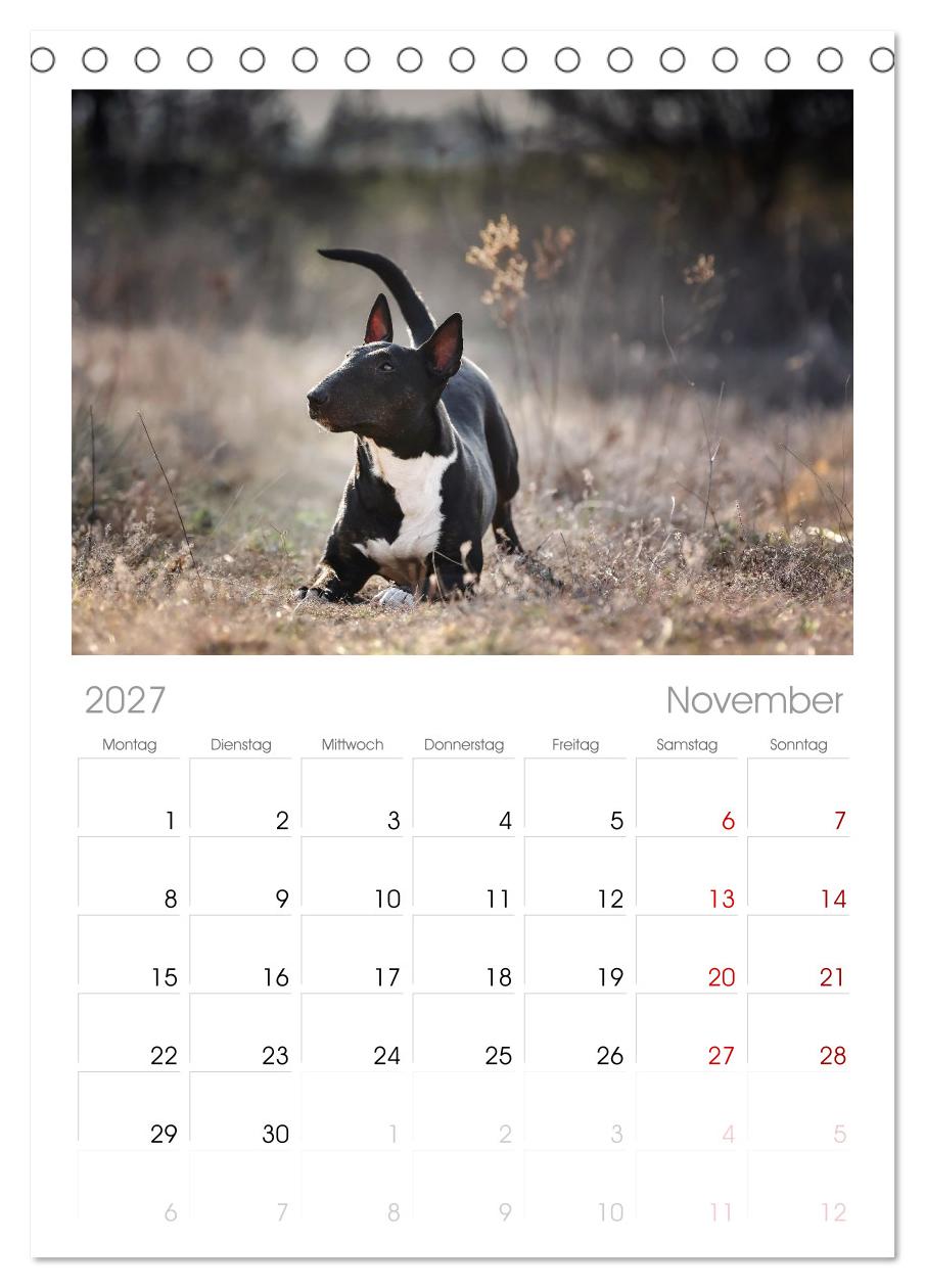 Bullterrier - charmante Herzensbrecher