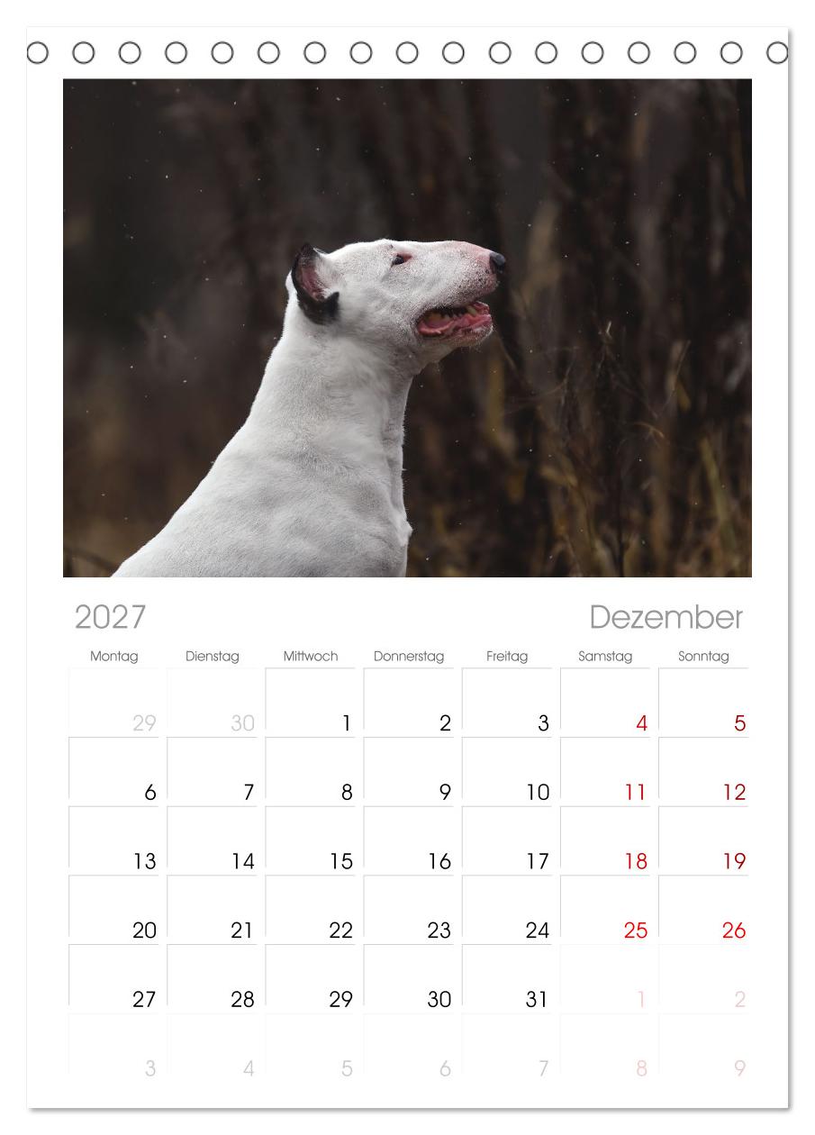 Bullterrier - charmante Herzensbrecher