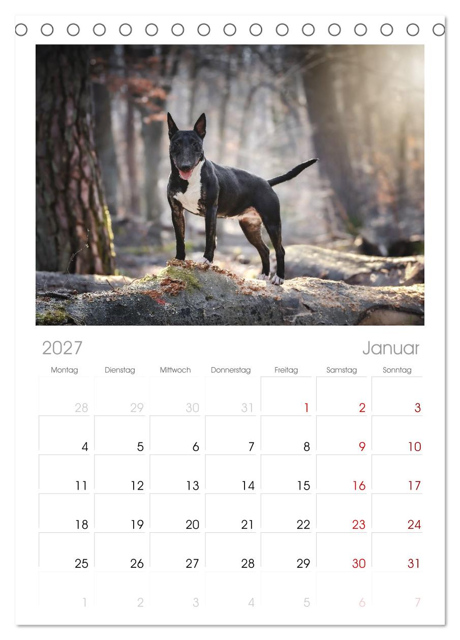 Bullterrier - charmante Herzensbrecher